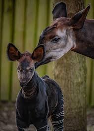 You may need to visit twice to see everything! Meet The New Baby Okapi Born At Chester Zoo The Guide Liverpool