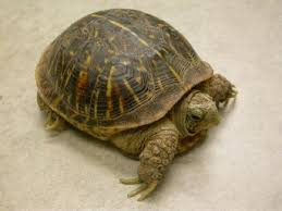 The biggest mistakes pet turtles owners make. Housing Box Turtles Vca Animal Hospital