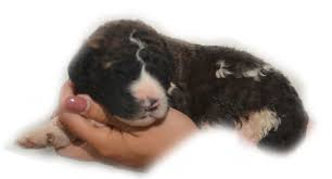 Check spelling or type a new query. Saint Berdoodles
