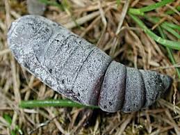 Image result for Catocala electa