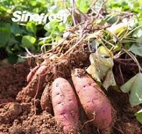 Fournisseur en gros de patates douces tranchées surgelées ...