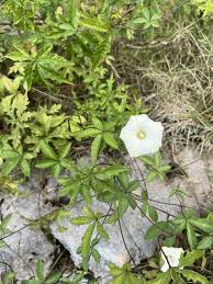 Image result for Merremia quinquefolia