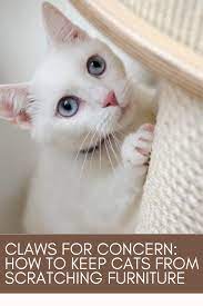 Pin On Cat Behavior
