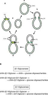 Check spelling or type a new query. Scheme For The Deposition Of Chitin In The Yeast Cell Wall During The Download Scientific Diagram