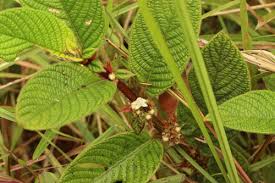 Image result for Sabicea