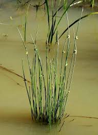 Image result for Schoenoplectiella articulata