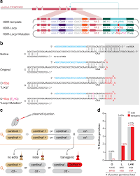 Culex is a genus of mosquitoes, several species of which serve as vectors of one or more important diseases of birds, humans, and other animals. Optimized Crispr Tools And Site Directed Transgenesis Towards Gene Drive Development In Culex Quinquefasciatus Mosquitoes Nature Communications