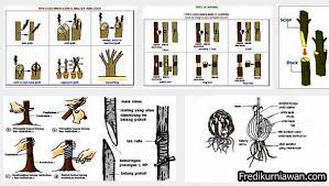 Maybe you would like to learn more about one of these? Perbanyakan Tanaman Secara Vegetatif Ilmu Pengetahuan Lengkap