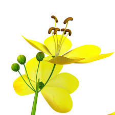 Image result for Fabaceae subfamily Caesalpinioideae