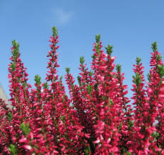 Heather may be planted in the fall or early spring, so the plants may become established. Winter Heather Kramer S Rote Erica For Sale Buy Online For Only 5 99