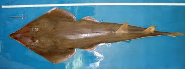 There are a few tricks to successful viola seed germination, however the good news is these are perfect for winter sowing!. Pseudobatos Horkelii Shark References