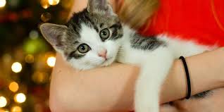 Banyak orang menganggap mimpi adalah kembang tidur yang menghiasi istirahat kita di malam hari. Jangan Salah Ini Cara Menggendong Kucing Yang Tepat Halaman All Kompas Com