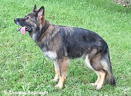 Fisch aufbau innere organe arbeitsblatt. Der Schaferhund