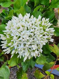 Image result for Pavetta sp. E