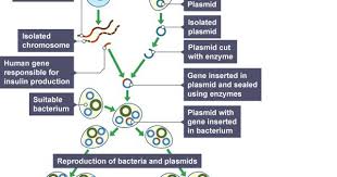 Genetic Engineering Revision 1 National 5 Biology Bbc Bitesize Biology Genetics Dna Activities
