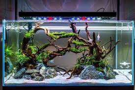 Pin By Kaitlyn Tower On Aquarium Decorations In 2020 Aquarium Design Aquarium Decorations Aquarium Fish Tank