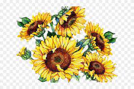 Download Vintage Sunflower Svg Novocom Top