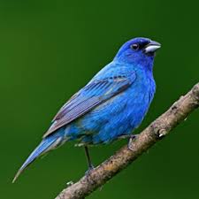Additive and subtractive (ryb) primary color; Tennessee Watchable Wildlife Indigo Bunting Vs Blue Grosbeak