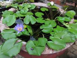 Image result for Nymphaea maculata