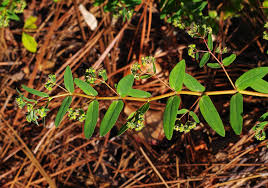 Image result for Euphorbia ophthalmica