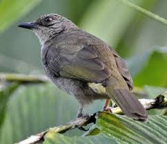 Oleh karena itu jika anda ingin membeli atau memelihara burung ini, wajib hukumnya mengetahui ciri fisik burung kemada jantan dan betina. Mengenal Ciri Khas Dan Karakteristik Burung Brinji Kelabu