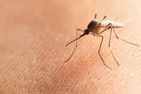 This additional certification in the ornamental pest control category shall not the application of pesticides to: Alabama Pesticide License Points Public Health Pest Control