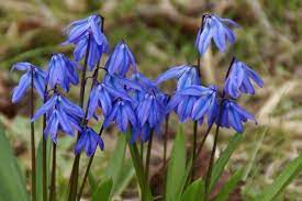 The plant is found in usda hardiness zones 6 to 9, and the plant's pink, red, and white flowers have a spicy fragrance. James Madison University What S In Bloom April