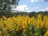Sketch N Stroll - Signs of Summer at the Saltings