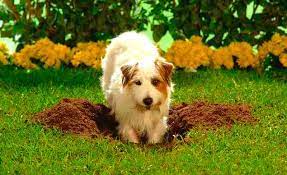 Aug 08, 2018 · how to stop dogs from digging holes. Brandon Mcmillan S Canine Minded How To Get Your Dog To Stop Digging Holes
