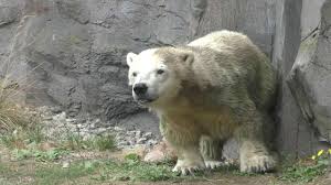 Zoo in gelsenkirchen, germany 4.6 4.6 out of 5 stars. Antonia The Polar Bear In The Monday Afternoon At Gelsenkirchen Zoo Zoom Erlebniswelt Youtube