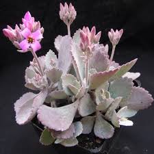 Kalanchoe Pumila Cacti And Succulents Planting Succulents Succulents Garden