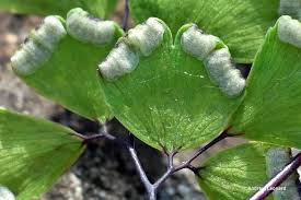 Image result for Adiantum capillus-veneris