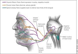 Bells palsy and strokes exhibit similar symptoms, but would your dr. Bell S Palsy Diagnosis And Management American Family Physician