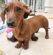 If you are looking for puppies for sale or a particular stud dog in your area you can also check our puppies. Dachshund Puppies For Sale Near Me Dachshund Puppies For Sale In Iowa Facebook
