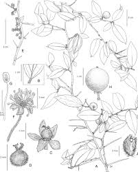 Image result for Dovyalis hispidula