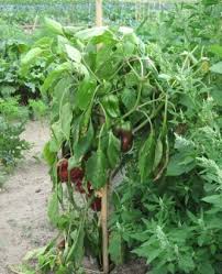 Mich hat dieser vergleichssieger bedingungslos zufrieden. Meine Ernte Paprika Anbauen Pflegen Ernten Und Lagern