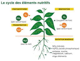 Le Cycle Des Elements Nutritifs Plant Leaves Herbs Nutrition