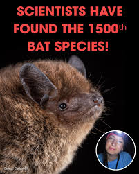 Image result for Batia internella