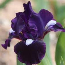 Love This One But Can T Find It This Is Why They Call Them Breaded Irises Dwarf Beard Iris Garden Bearded Iris