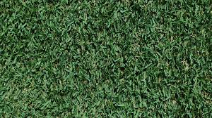 At the same time, this tough grass creates a thick, soft carpet that feels great in bare feet. Zoysia Grass The Good The Bad And The Ugly Grass Pad