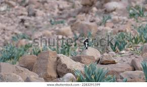 163 Bird Petra Jordan Royalty-Free Images, Stock Photos & Pictures