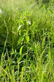 Image result for Sphenoclea