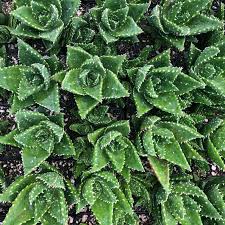 Image result for Aloe nuttii