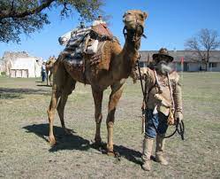 Could you give us a stack trace at least? The United States Army Used Camels Until After The Civil War Smart News Smithsonian Magazine