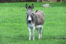 Long in the Ears: Caring for Mules and Donkeys as They Age – The Horse