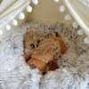Gedurende 24 uur geeft een warmtezakje een heerlijk warm gevoel af. Smartpetlove Snuggle Puppy Behavioral Aid Brown Toy Large Petco