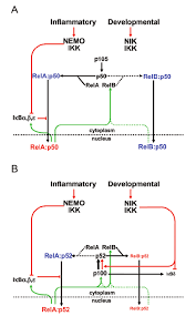 Wiring Diagrams Of The Nf B Signaling System To Chart The