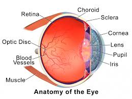 This is an exercise for students to label a simple blank eye diagram with the following parts: Labeled Eye Diagram Science Trends