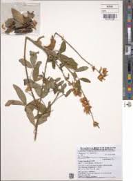 Image result for Crotalaria trichotoma