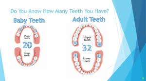 This is due to a. How Many Teeth Do Adults Have In Their Mouth Teethwalls